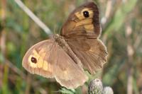 Maniola jurtina