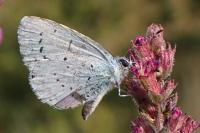 Celastrina argiolus