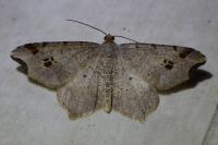 Macaria alternata