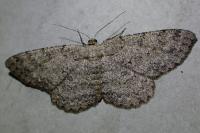 Hypomecis punctinalis