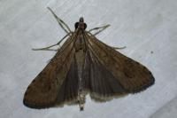 Nomophila noctuella