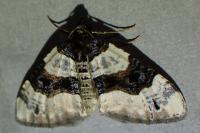 Cosmorhoe ocellata
