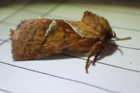 Triodia sylvina