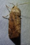 Cosmia affinis