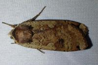 Noctua pronuba
