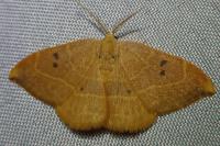 Watsonalla binaria