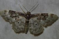 Idaea rusticata