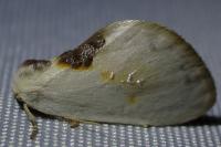 Cilix glaucata