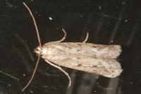 Phycitodes