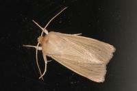 Mythimna pallens