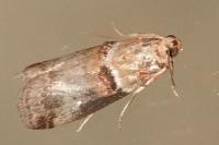 Acrobasis tumidana