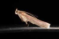Oncocera semirubella