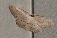 Idaea seriata
