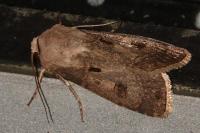 Agrotis exclamationis