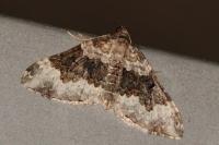 Epirrhoe galiata