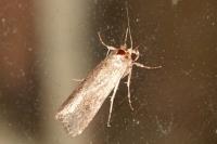 Spodoptera exigua