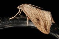 Evergestis forficalis