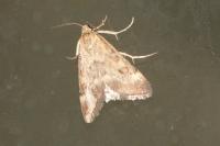 Pyrausta despicata