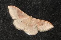 Idaea degeneraria
