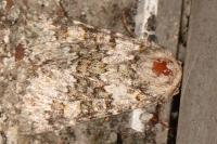 Hecatera dysodea