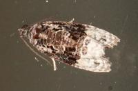 Apotomis