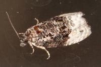 Apotomis