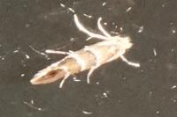 Phyllonorycter