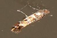 Phyllonorycter