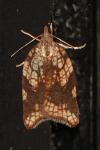 Acleris rhombana