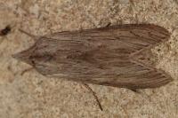 Cucullia