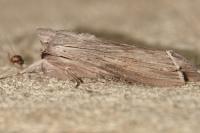 Cucullia
