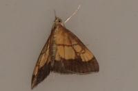 Evergestis limbata