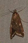 Loxostege sticticalis