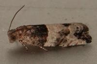 Gypsonoma aceriana
