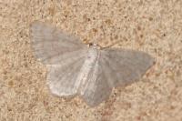 Asthena albulata