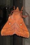 Odonestis pruni
