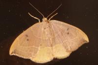 Watsonalla binaria