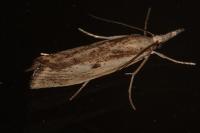 Agriphila inquinatella