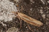 Agriphila tristella