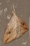 Evergestis forficalis