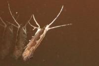 Plutella xylostella