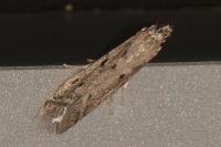 Phycitodes