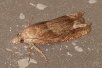 Eucosma conterminana