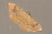 Camptogramma bilineata