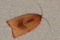 Cacoecimorpha pronubana