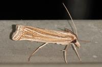Ancylolomia tentaculella