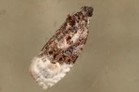 Apotomis turbidana