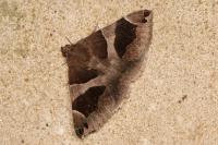 Dysgonia algira