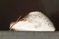 Cilix glaucata