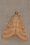 Ostrinia nubilalis